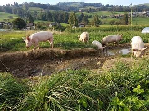 Die Weideschweine des joli mont biohof können sich in einer Suhle vor Insekten und Hitze schützen. 