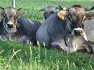 Die Mischpakete mit Bioweidefleisch stammen von Jungtieren aus der Grauvieh-Mutterkuhherde des Biohof Wydimatt. 