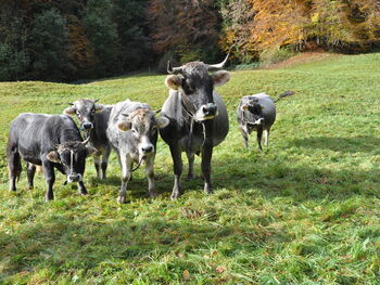 Biofleisch im Mischpaket - Rind